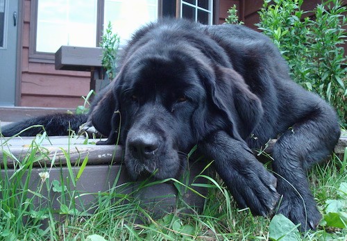 A huge, extra-large thick, extra skinned black dog with very large paws, long hanging ears and a massive body laying down on a deck outside in front of a house